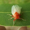 Newly emerged leafhopper