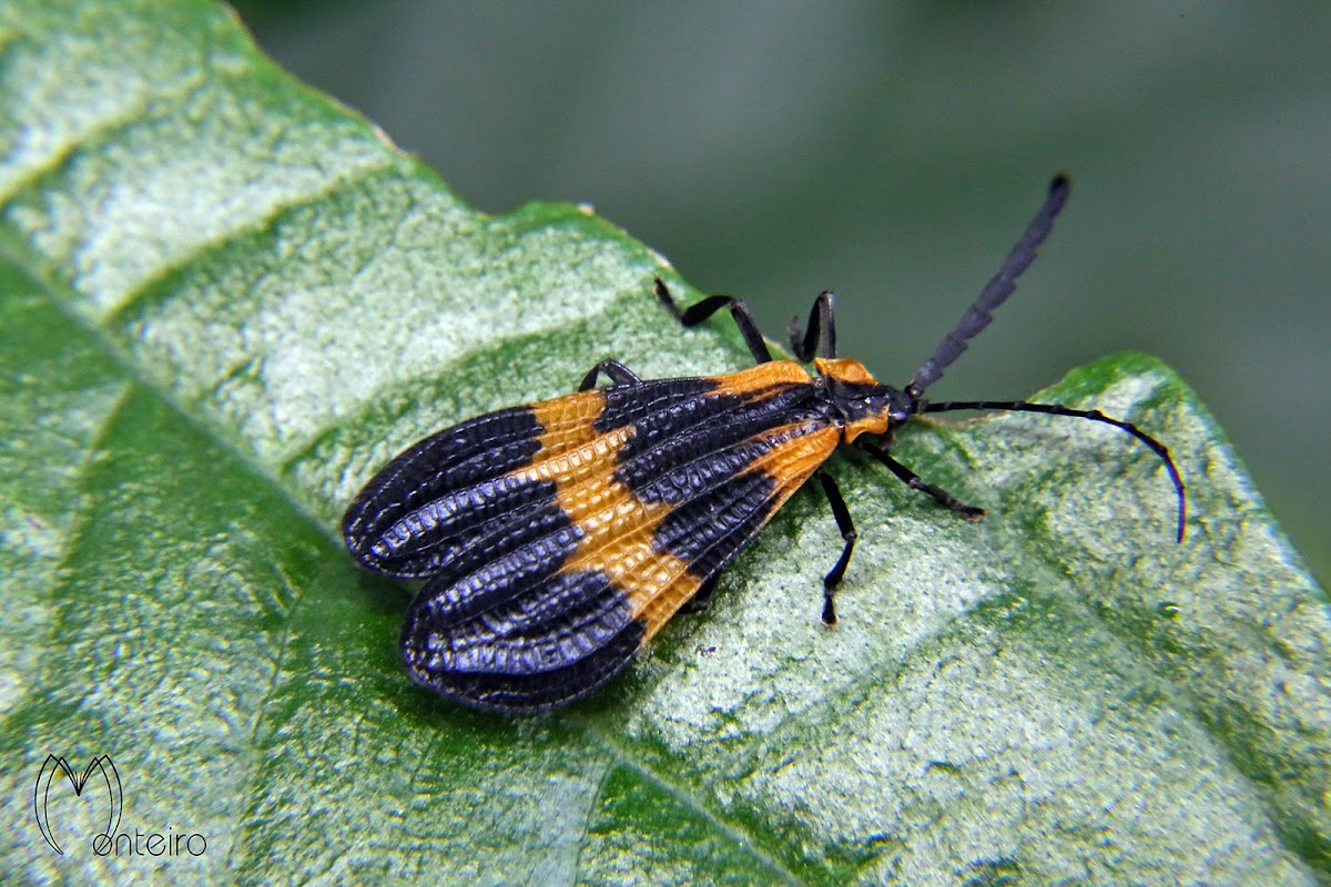 Banded netwinged beetle