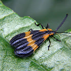 Banded netwinged beetle