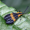 Banded netwinged beetle