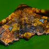 Eyed Dysodia Moth