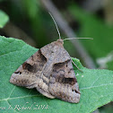 Forage looper moth