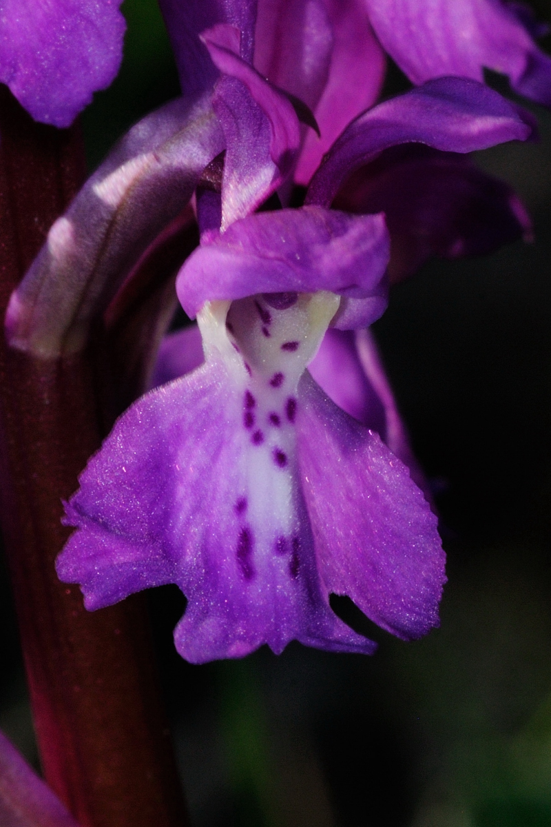 Early purple orchid, Satirión manchado