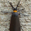 Yellow-collared Scape Moth