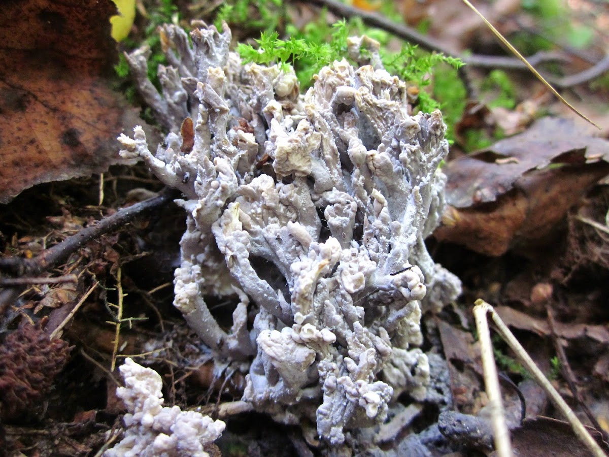 coral fungus (sp. name ? ! - usa)  - aasgrauwe koraalzwam (dutch)
