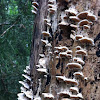 Shelf fungus