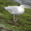 British Herring Gull adults