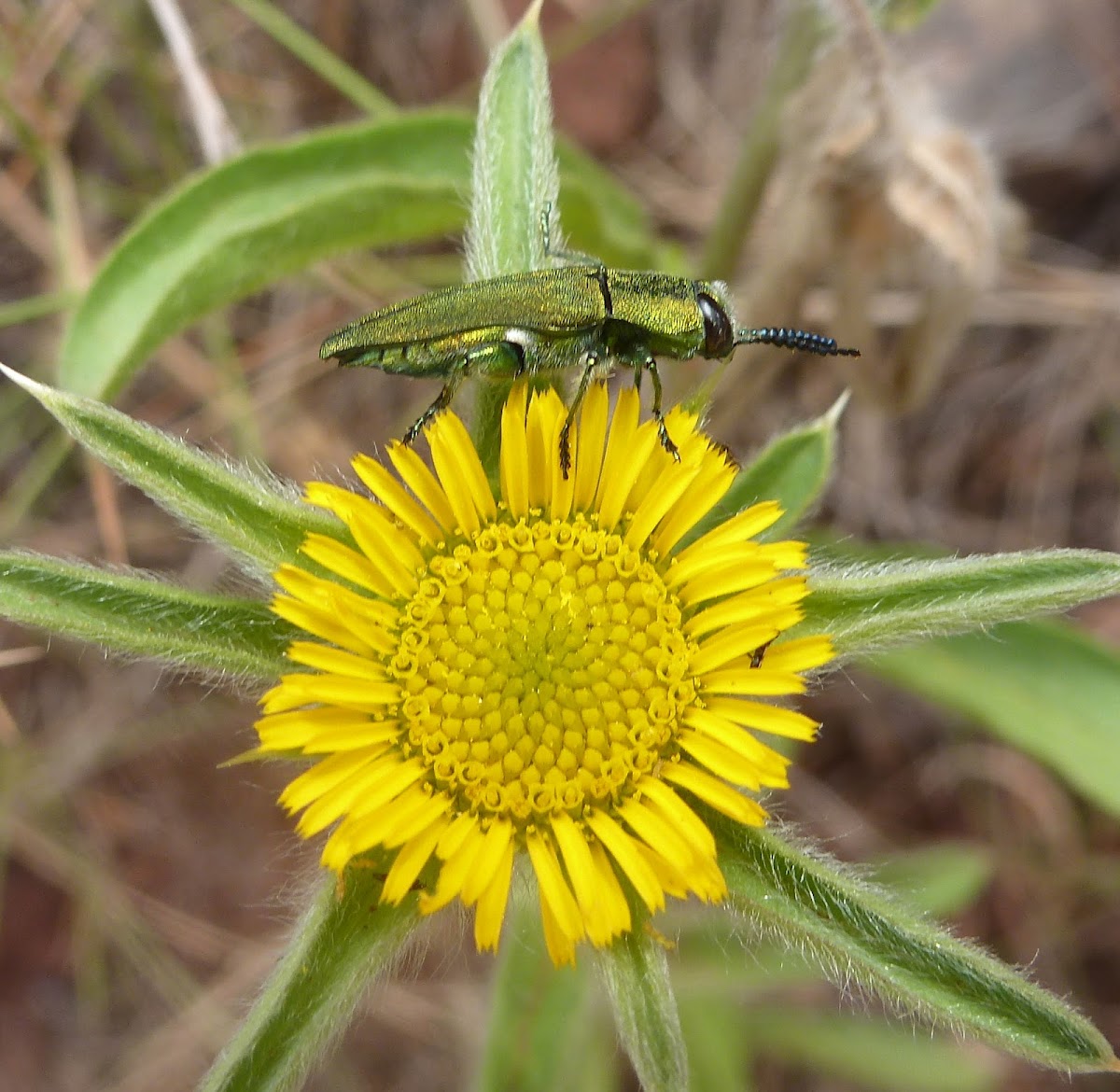 Jewel beetle or Metalic Wood boring Beetle