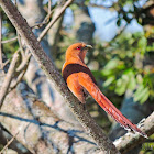Alma-de-gato(Squirrel Cuckoo)
