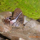 Red-washed Satyr - Mariposa