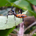 Percevejo do maracujazeiro, imaturo (Passion fruits leaf-footed bug,immature)