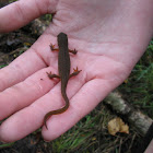 Central Newt