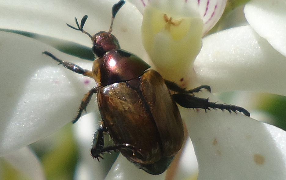 Escarabajo gema