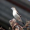 White-throated munia or Indian Silverbill