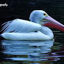 Australian Pelican 