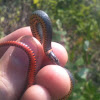 Prairie ringneck snake