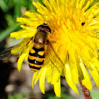 Hoverfly