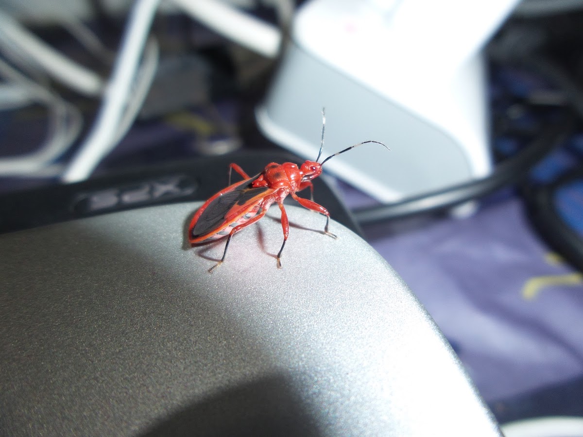 Red Indian Assasin Bug