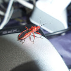 Red Indian Assasin Bug
