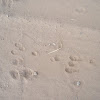 Desert Cottontail Rabbit tracks