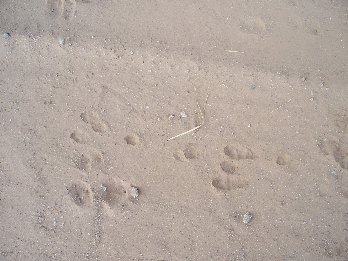 Desert Cottontail Rabbit tracks Project Noah