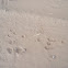 Desert Cottontail Rabbit tracks
