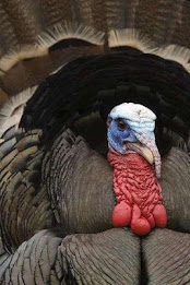 Wild turkey Puzzle poster 2