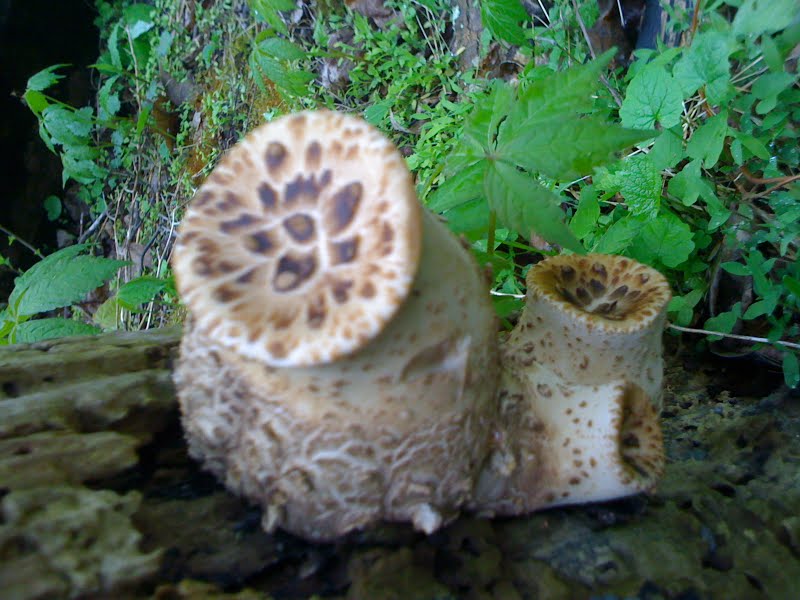 Mushroom (1 of 3)