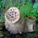 Mushroom (1 of 3)