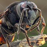 Standing Black by Aditya Permana -  