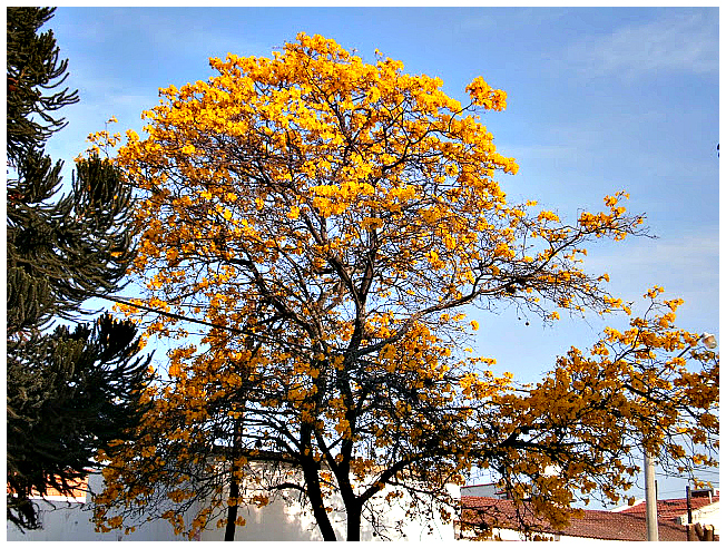 Golden Trumpet Tree (Lapacho amarillo)
