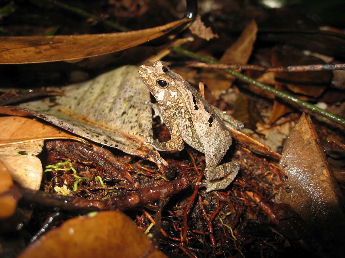 Crested forest toad