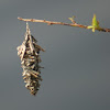 Abbot's Bagworm Moth Cocoon