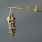 Abbot's Bagworm Moth Cocoon