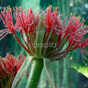 by Monzur Sazid Ahmed - Nature Up Close Other plants