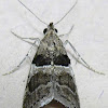 Lespedeza Webworm Moth