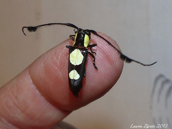 LongHorned Wood Boring Beetle  Project Noah
