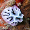 Abstract Reticulida Nudibranch