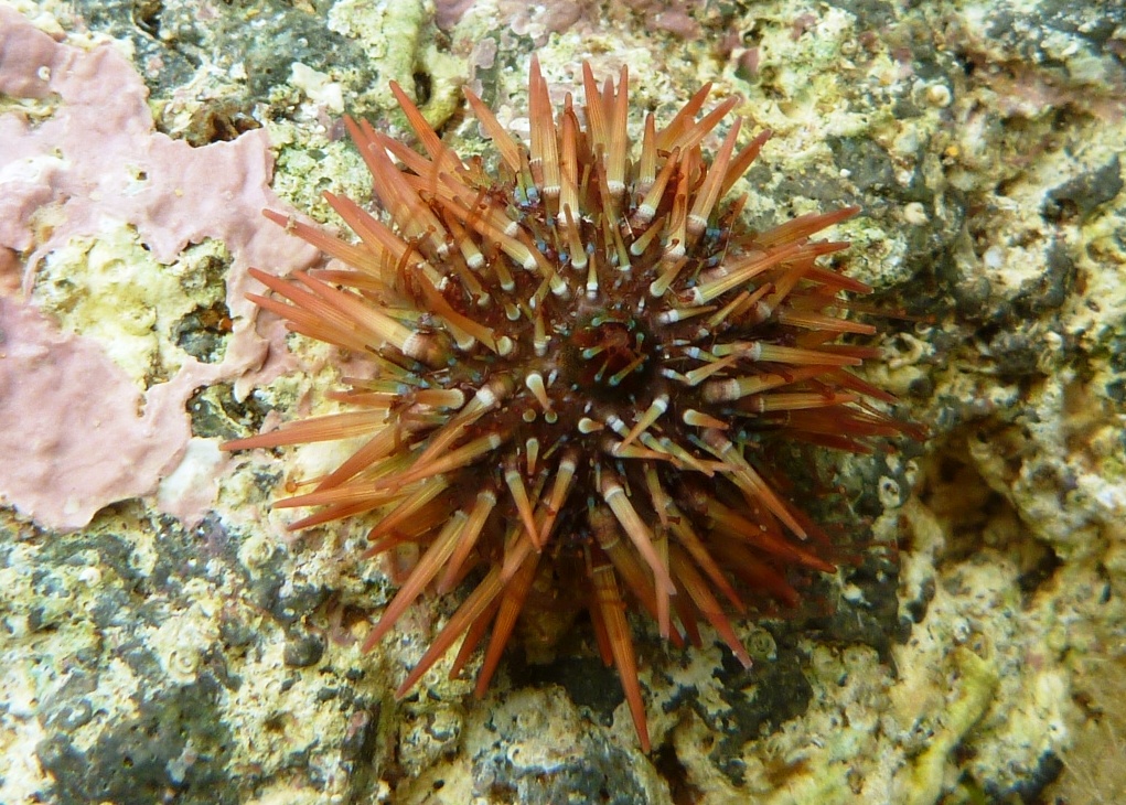 Green sea urchin. Ericillo de mar