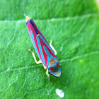 Candy striped leafhopper