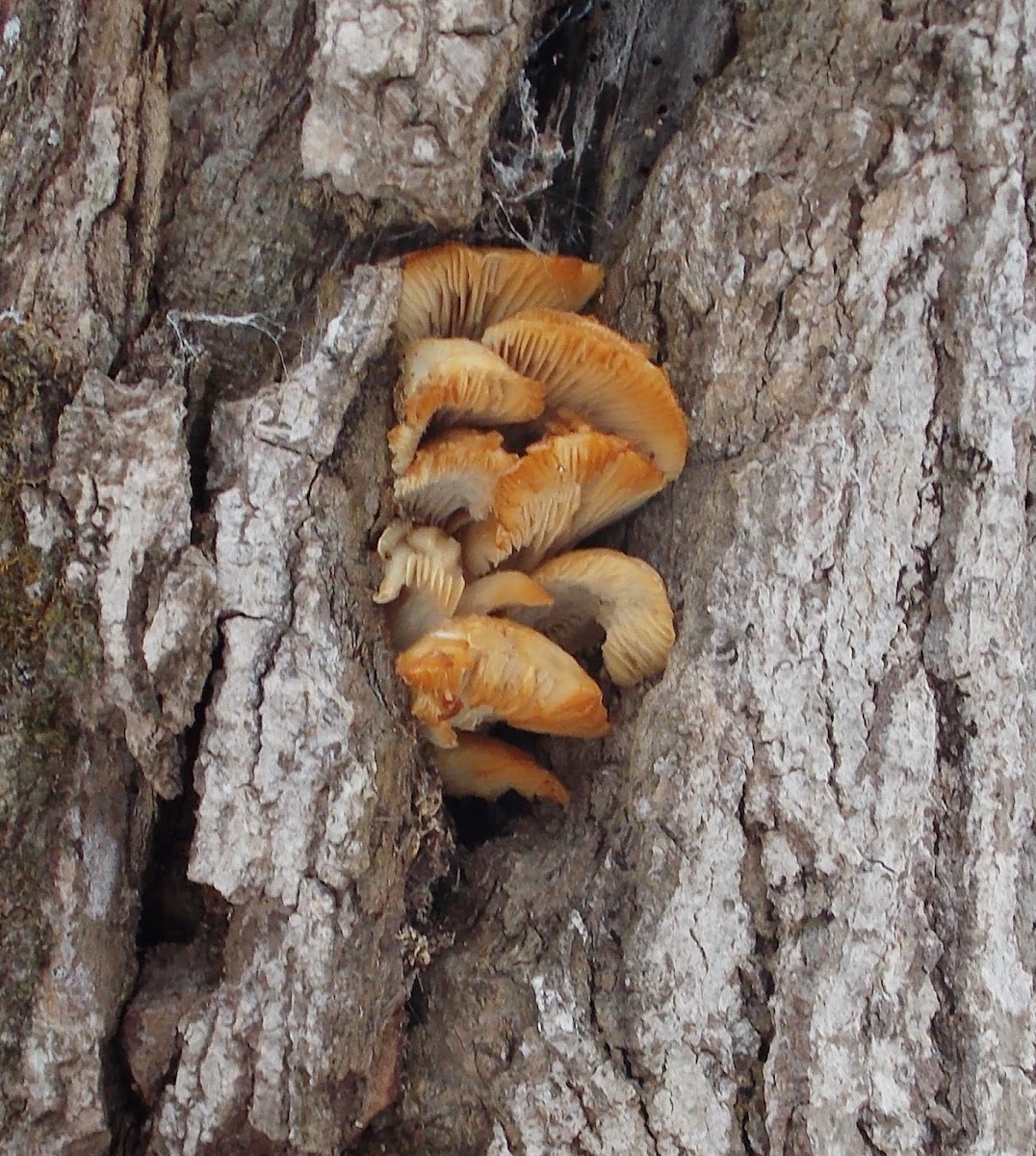 Winter Mushroom (Velvet Foot)
