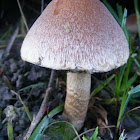 Cogumelo Choro-da-Viúva