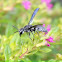 black_Wasp (Vespidae)