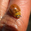 Eucalyptus Leaf Beetle - ? male