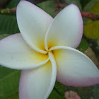 franjipani