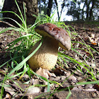 Boletus Lepidus