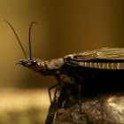 Dark Fishfly