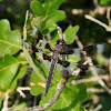 Eight Spotted Skimmer