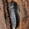 Firefly larvae