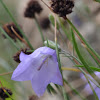 Campanula